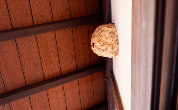 蜂の巣・害虫駆除